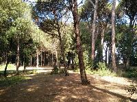 Terreni agricoli ubicati nel Comune di Pisa in frazione di Marina di Pisa. Superficie totale di circa mq. 84.300 di forma irregolare con giacitura pianeggiante. La qualità colturale prevalente è "pineta". Il vigente Regolamento Urbanistico del Comune di Pisa prevede per una porzione del suddetto terreno di mq 23.125 la destinazione a campeggio. Identificativi catastali: C.T. Foglio 85, p.lle 2, 323, 336, 337, 338, 339, 340, 341, 342, 343,344, 345, 346 e 347 (dati in corso di aggiornamento)