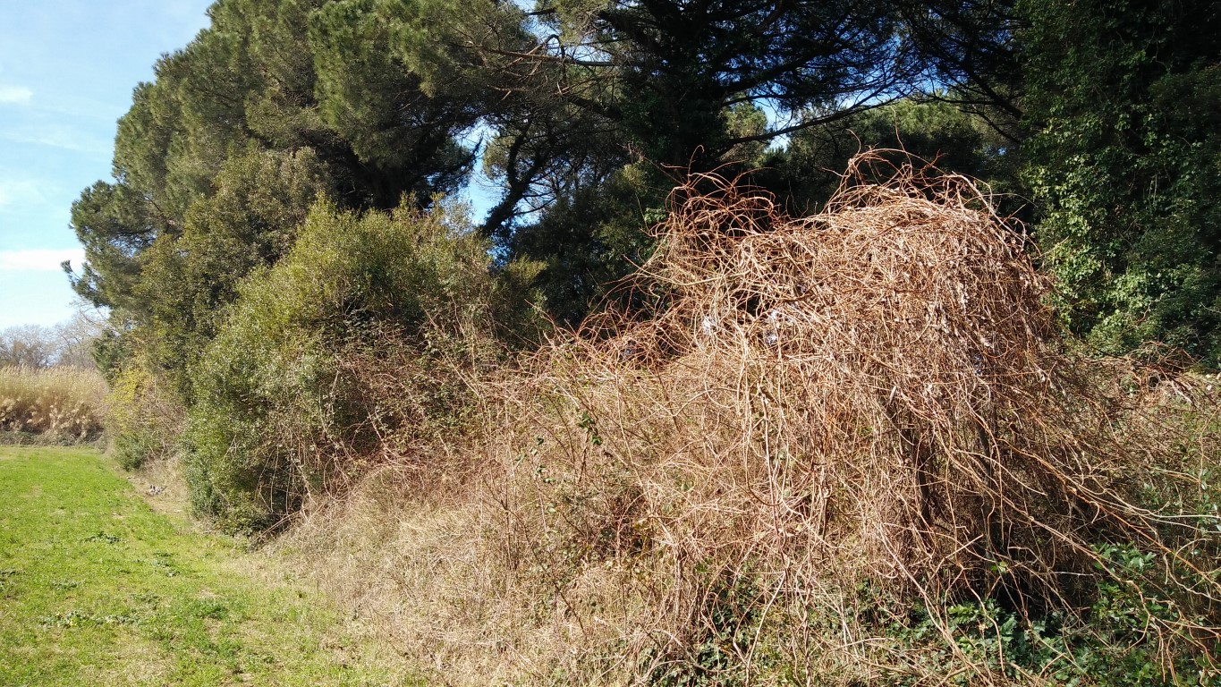 Terreni agricoli ubicati nel Comune di Pisa in frazione di Marina di Pisa. Superficie totale di circa mq. 84.300 di forma irregolare con giacitura pianeggiante. La qualità colturale prevalente è "pineta". Il vigente Regolamento Urbanistico del Comune di Pisa prevede per una porzione del suddetto terreno di mq 23.125 la destinazione a campeggio. Identificativi catastali: C.T. Foglio 85, p.lle 2, 323, 336, 337, 338, 339, 340, 341, 342, 343,344, 345, 346 e 347 (dati in corso di aggiornamento)