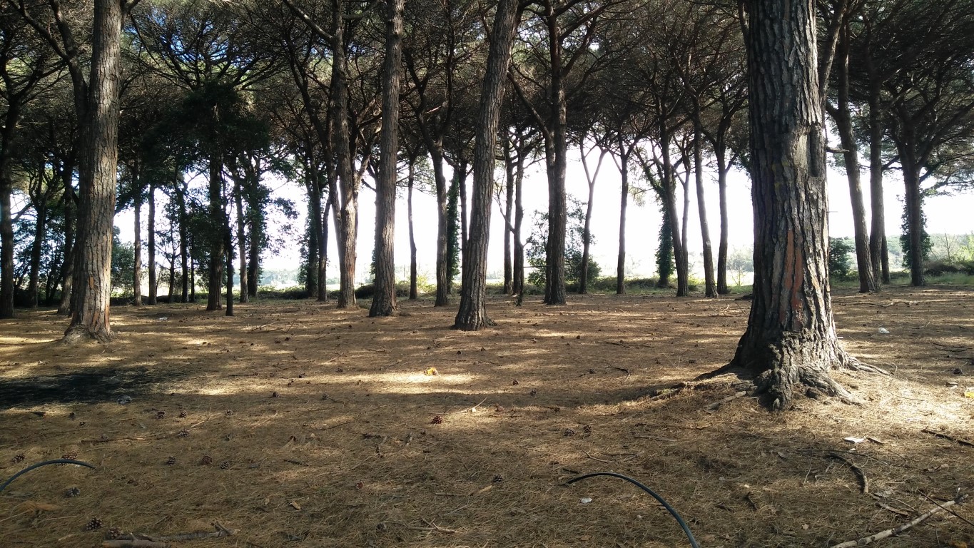Terreni agricoli ubicati nel Comune di Pisa in frazione di Marina di Pisa. Superficie totale di circa mq. 84.300 di forma irregolare con giacitura pianeggiante. La qualità colturale prevalente è "pineta". Il vigente Regolamento Urbanistico del Comune di Pisa prevede per una porzione del suddetto terreno di mq 23.125 la destinazione a campeggio. Identificativi catastali: C.T. Foglio 85, p.lle 2, 323, 336, 337, 338, 339, 340, 341, 342, 343,344, 345, 346 e 347 (dati in corso di aggiornamento)