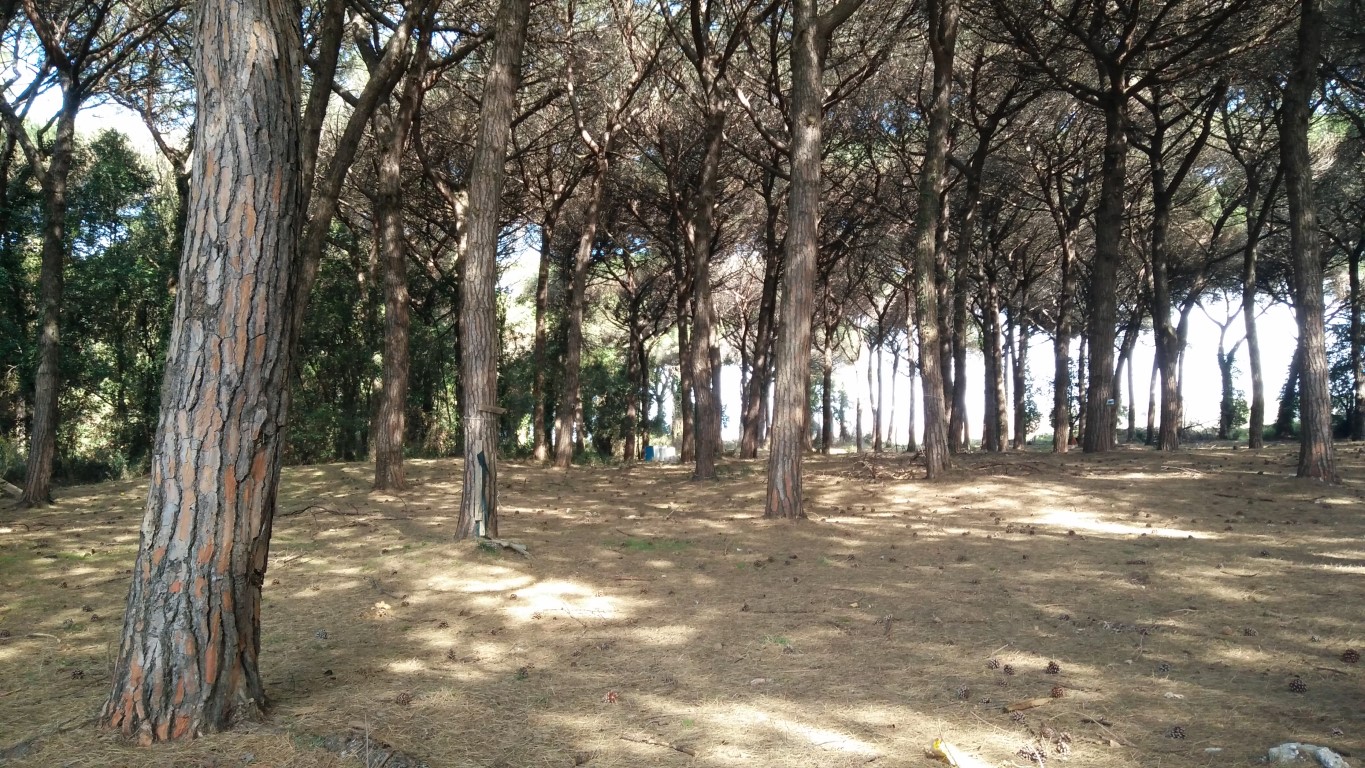 Terreni agricoli ubicati nel Comune di Pisa in frazione di Marina di Pisa. Superficie totale di circa mq. 84.300 di forma irregolare con giacitura pianeggiante. La qualità colturale prevalente è "pineta". Il vigente Regolamento Urbanistico del Comune di Pisa prevede per una porzione del suddetto terreno di mq 23.125 la destinazione a campeggio. Identificativi catastali: C.T. Foglio 85, p.lle 2, 323, 336, 337, 338, 339, 340, 341, 342, 343,344, 345, 346 e 347 (dati in corso di aggiornamento)
