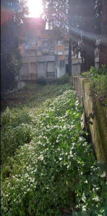 Terreno con area avente forma regolare recintata in parte da muretto basso e, in parte, da passoni in legno e elementi metallici. Sono presenti due fabbricati non più utilizzati con accesso dal civico n. 38 di Via Bartolucci. Identificativi Catastali [N.C.E.U.] Terreno sez. A foglio 798 part. 541, Terreno sez. A foglio 798 part 911. Sup. mq 4,500