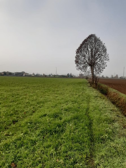 Trattasi di terreno posto all’esterno del perimetro dell’urbanizzato e ricompreso in area a destinazione agricola. Al terreno si accede da via Strada Vecchia per Fornovo attraverso i mappali 1137 e 1134