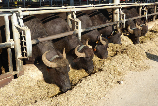 n.3 tori, così identificati da codice matricola: IT065990250310 toro bufalino; IT065990250312 toro bufalino; IT065990231770 toro bufalino.