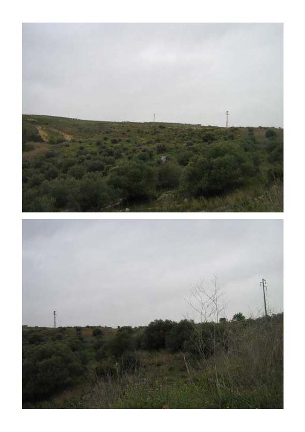 Terreno incolto scosceso caratterizzato da una pendenza forte e malagevole, ripido e dirupato con presenza di arbusti di ulivo parentemente selvatici. Id. Cat. [N.C.E.U.] fg. 41 p.lle 192 e 193. Sup (arr) mq. 33.340. piena proprietà. libero