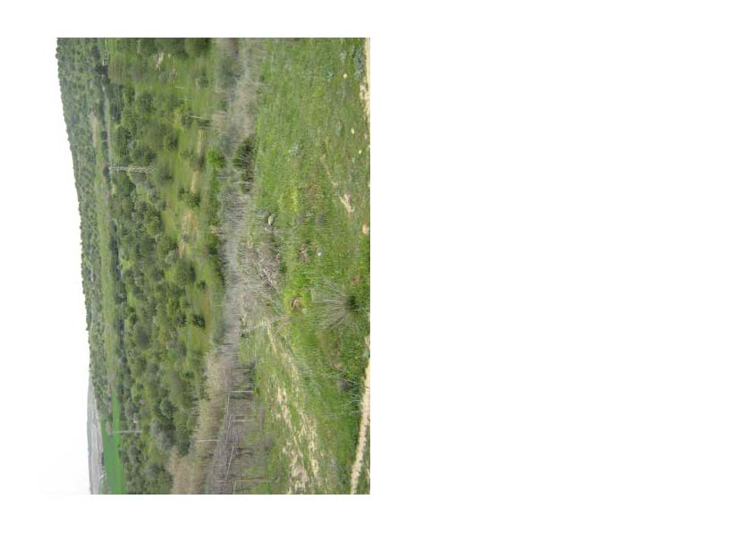 Terreno incolto scosceso caratterizzato da una pendenza forte e malagevole, ripido e dirupato con presenza di arbusti di ulivo parentemente selvatici. Id. Cat. [N.C.E.U.] fg. 41 p.lle 192 e 193. Sup (arr) mq. 33.340. piena proprietà. libero